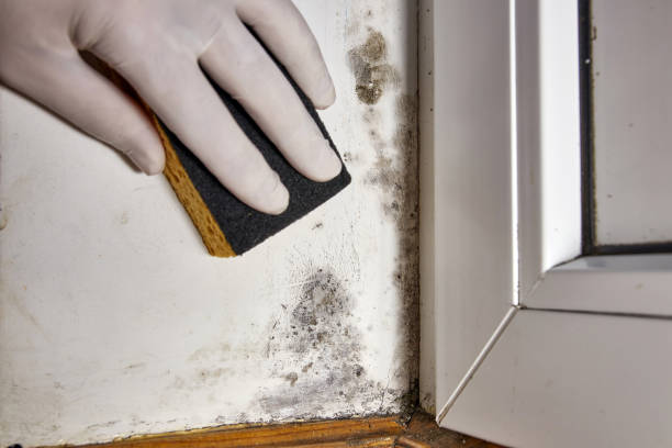 Best Commercial Mold Inspection  in New Canaan, CT