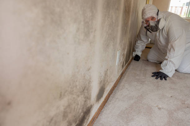 Best Industrial Mold Remediation  in New Canaan, CT